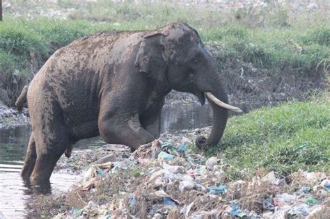 Plastic Wasteheartbreaking Photos Of How Our Trash Is Impacting The