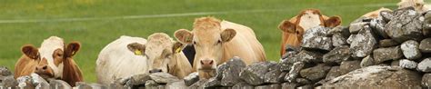 Irish Cattle Breeding Federation The Irish Grassland Association