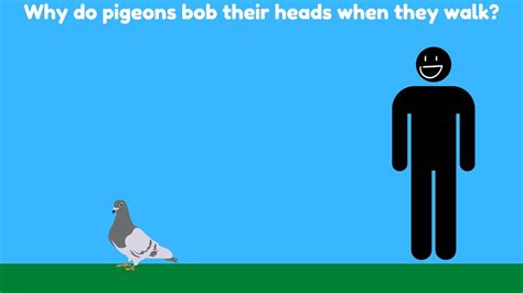 Why Do Pigeons Bob Their Heads When They Walk Science YouTube