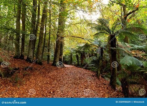 Pathway Covered with Autumn Foliage through a Forest Stock Image ...