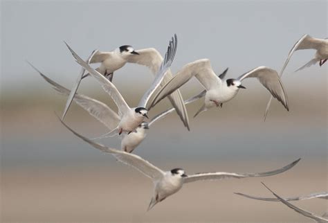 Roseate Tern Sterna Dougallii Buckham Birding