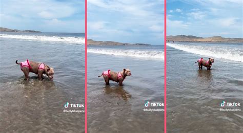 Perrita Sorprende Con Bikini Sexy Y Recibe Lluvia De Halagos En TikTok Miss Universo