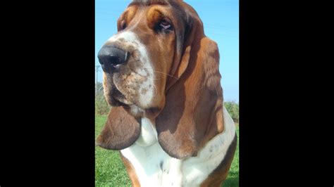 Basset Hound Pros And Cons Price How To Choose Facts Care History