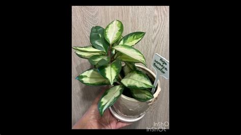 Моя колекція Хойя / Hoya (14 видів) 💚 10.08.2024 #хойя #hoya # ...