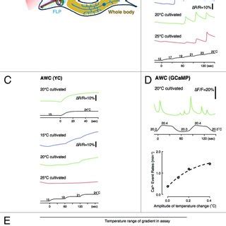 A Possible Molecular Mechanism Of Thermosensory Signaling A Thermal