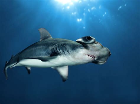 The hammerhead sharks are named for the unusual and distinctive