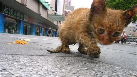 Save Me Rescue Abandoned Stray Kitten Saving A Life Of Abandoned