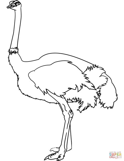 Ostrich Coloring Page Clip Art