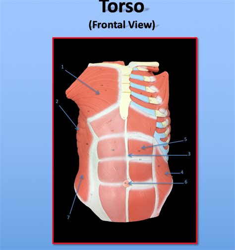 Torso Muscles Diagram Quizlet
