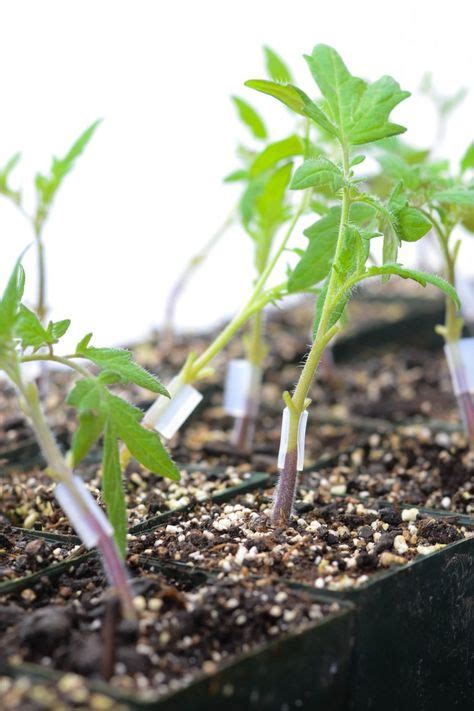 8 Best Grafting Tomatoes Images Growing Tomatoes Tomato Garden Plants