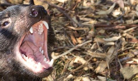 volunteer  tasmanian devil conservation top conservation projects