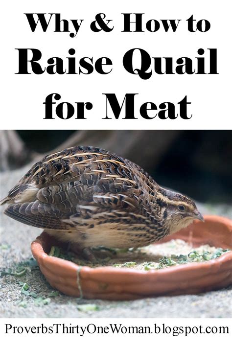 How and Why to Raise Coturnix Quail for Meat - Proverbs 31 Homestead