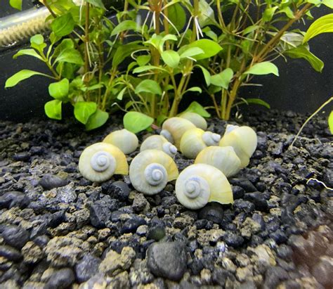 Mystery Snail Eggs In Aquarium