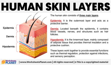 Human Skin Layers | Dermis, Epidermis and Hypodermis