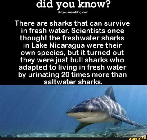 Did you know? There are sharks that can survive in fresh water