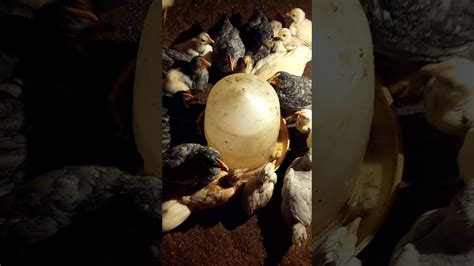 сушняк - YouTube