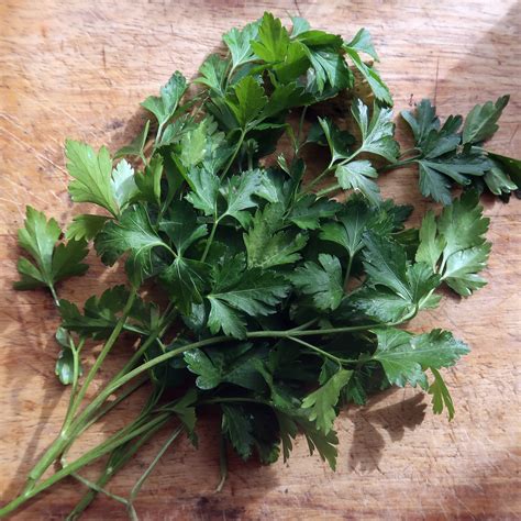 parsley italian flat leaf daggawalla seeds