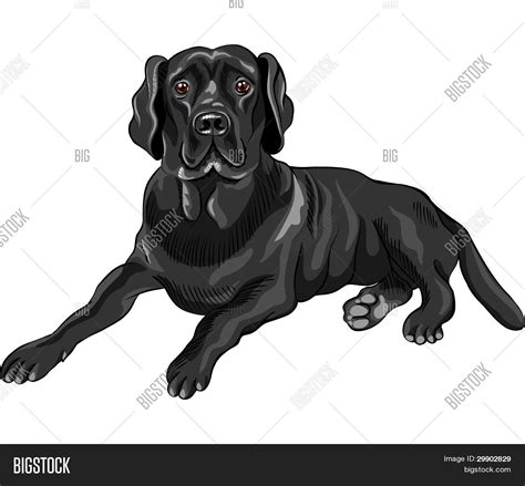 Vector Sketch Dog Vector & Photo (Free Trial) | Bigstock