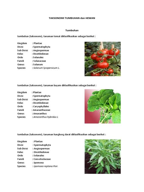 Taksonomi Tumbuhan Pengertian Makalah Klasifikasi Dan Contoh Riset