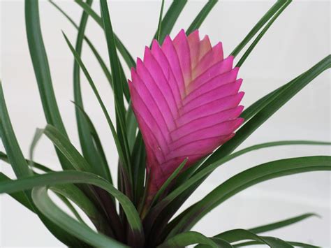 Tillandsia cyanea - Pink Quill › Indoor Plants