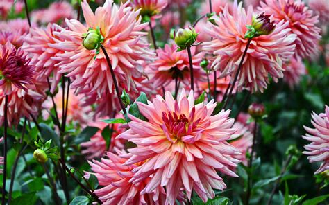 Георгин цветы - 85 фото