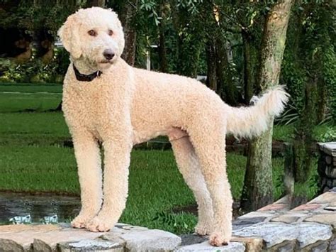 What Is A Double Doodle Dog Breed The Doodle Guide