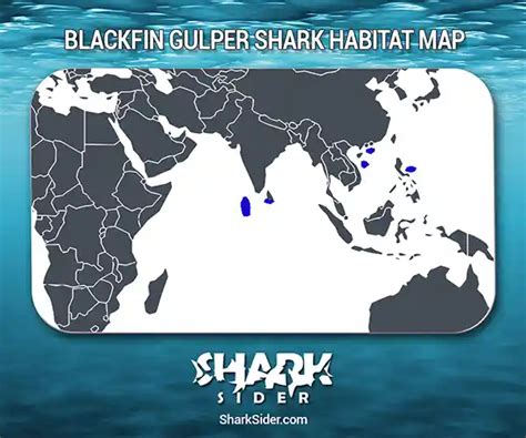 Blackfin Gulper Shark – Facts, Size, Behavior, Diet, Pictures