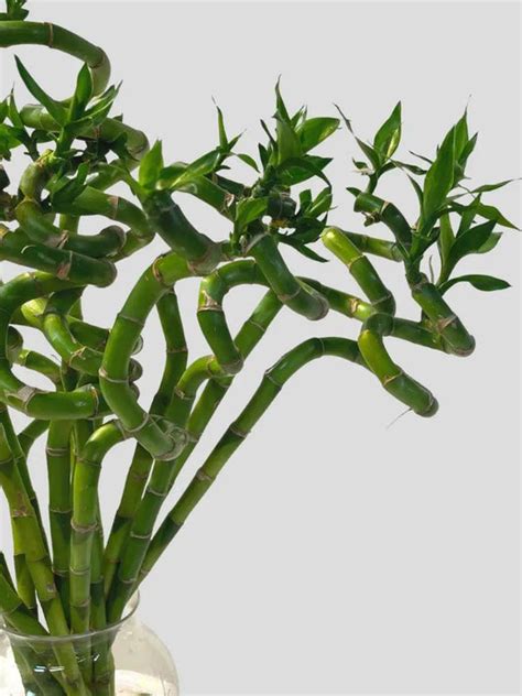 Types of Tulsi Plants in India: Different Types of Tulasi – Greenkin