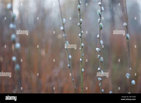 Pussy Willow Flowers In Spring Target Focus Background Stock Photo Alamy