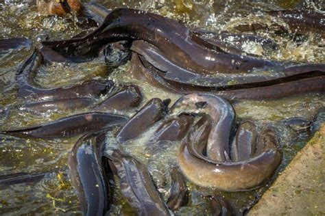 Animais Que Vivem Nos Rios - Conheça 8 animais que vivem em rios - Meus Animais