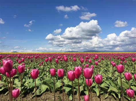 Best Tulip Gardens In Usa Fasci Garden