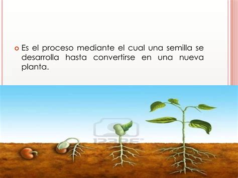 La Germinación En Qué Consiste 9
