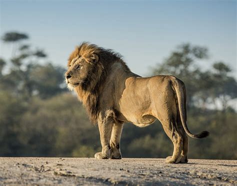 chitwa chitwa sabi sands luxury safari kruger