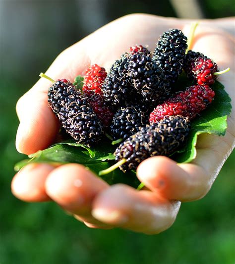 Шелковица сорт dwarf mulberry dwarf everbearing