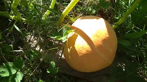 Тыква Россиянка. - YouTube