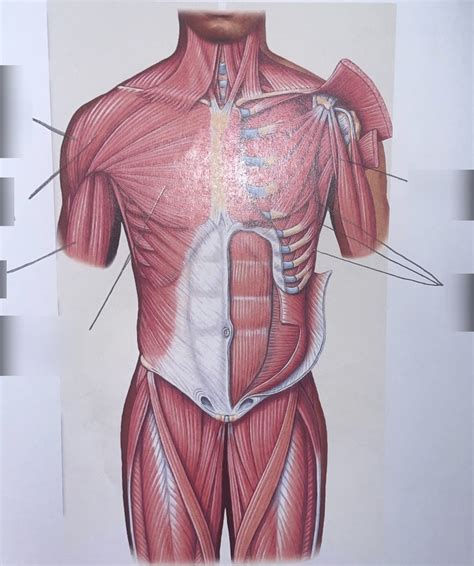 Upper Extremities Diagram Diagram Quizlet