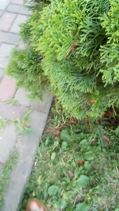 Собачья бутка 🦮 и Качели - YouTube