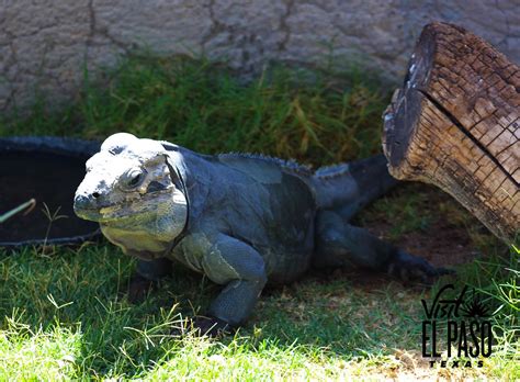 4 Best Spots To See Reptiles In El Paso Destination El Paso El Paso