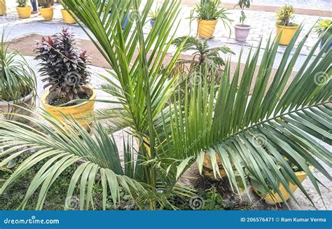 Beautiful Image Of Majestic Palm Plant In A Garden India Stock Image