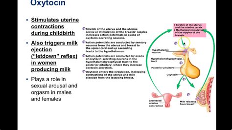 Endocrine System 4 Hypothalamus Pituitary Gland And Hormones Secreted