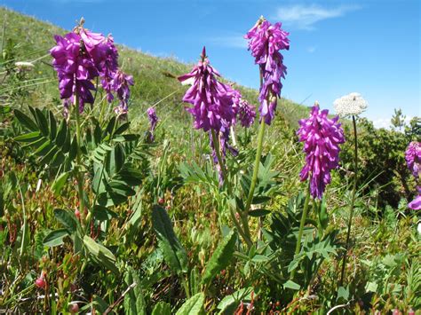 Солодка (108 фото) » НА ДАЧЕ ФОТО