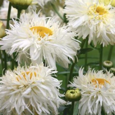 Leucanthemum Superbum Crazy Daisy Margarida Louca Dobrada Margarida