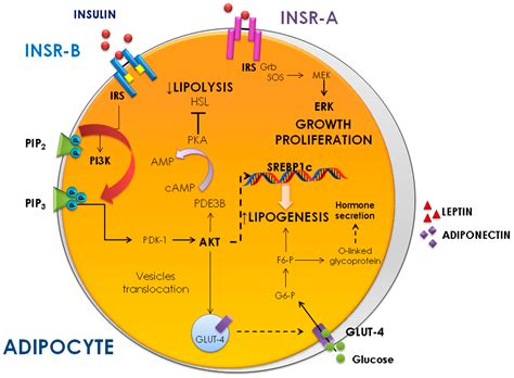 Ijms Free Full Text Insulin And Insulin Receptors In Adipose Tissue