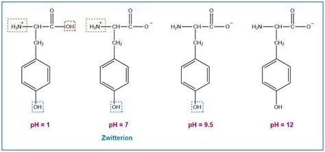 Draw The Structure That Each Of The Following Amino Acids Wo Quizlet