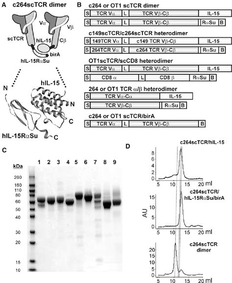 Pdf Interleukin 15interleukin 15 Receptor α Scaffold For Creation Of