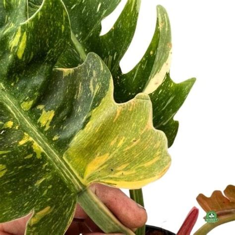 FILODENDRON RING OF FIRE 3| kolekcjonerski Florens Market