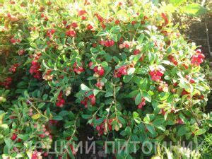 БРУСНИКА Саженцы голубики купить, питомник саженцев голубики, саженцы ...