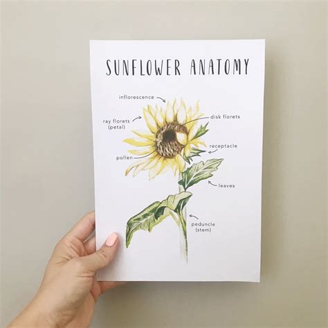 Sunflower Anatomy Printables Homeschool Resources Flower | Etsy