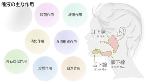 唾液 1日の分泌量効果減少の影響増やす方法 ストローマンパートナーズ