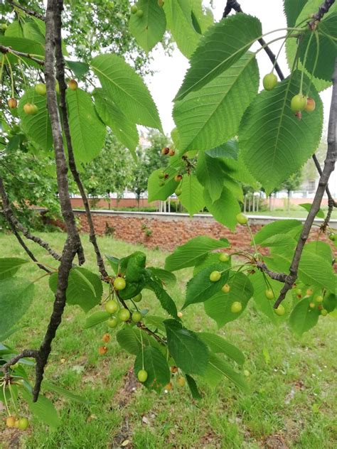 Ciliegio Selvatico AmbienteAcqua APS